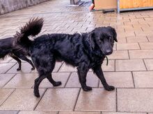 BROKO, Hund, Mischlingshund in Slowakische Republik - Bild 3
