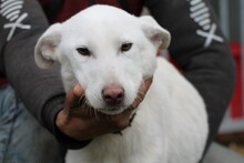 FARIMO, Hund, Labrador-Mix in Rumänien - Bild 1