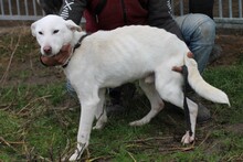 FARIMO, Hund, Labrador-Mix in Rumänien - Bild 2