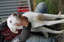 FARIMO, Hund, Labrador-Mix in Rumänien - Bild 3