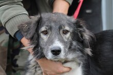 NABENDU, Hund, Collie-Mix in Rumänien - Bild 1