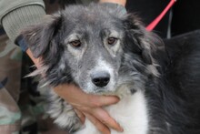 NABENDU, Hund, Collie-Mix in Rumänien - Bild 5