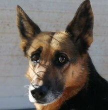 LOREL, Hund, Deutscher Schäferhund in Italien - Bild 1