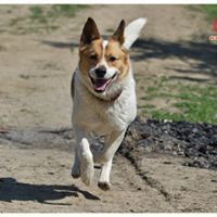 SPAJKY, Hund, Mischlingshund in Slowakische Republik - Bild 13