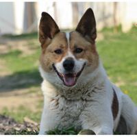 SPAJKY, Hund, Mischlingshund in Slowakische Republik - Bild 14