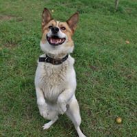 SPAJKY, Hund, Mischlingshund in Slowakische Republik - Bild 15