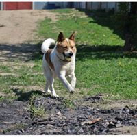 SPAJKY, Hund, Mischlingshund in Slowakische Republik - Bild 20