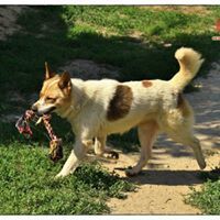 SPAJKY, Hund, Mischlingshund in Slowakische Republik - Bild 4
