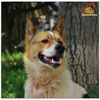 SPAJKY, Hund, Mischlingshund in Slowakische Republik - Bild 7