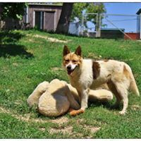 SPAJKY, Hund, Mischlingshund in Slowakische Republik - Bild 8
