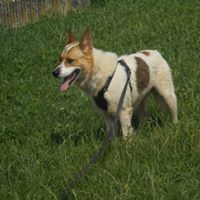 SPAJKY, Hund, Mischlingshund in Slowakische Republik - Bild 9