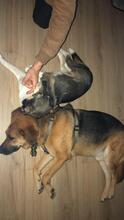 LARA, Hund, Mischlingshund in Flensburg - Bild 6