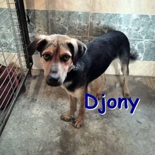 DJONY, Hund, Mischlingshund in Bulgarien - Bild 1