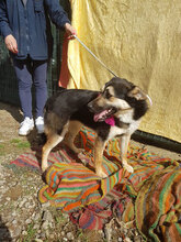 JENNY, Hund, Mischlingshund in Italien - Bild 12
