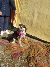 JENNY, Hund, Mischlingshund in Italien - Bild 16