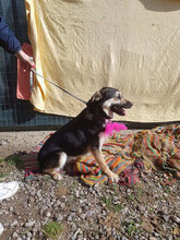 JENNY, Hund, Mischlingshund in Italien - Bild 18
