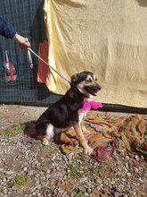 JENNY, Hund, Mischlingshund in Italien - Bild 4