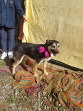 JENNY, Hund, Mischlingshund in Italien - Bild 5