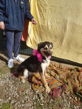 JENNY, Hund, Mischlingshund in Italien - Bild 9