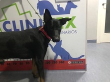 SNOOP, Hund, Dobermann-Mix in Spanien - Bild 11