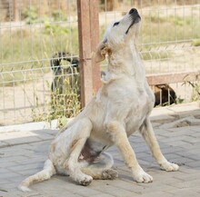 TOTO, Hund, Mischlingshund in Rumänien - Bild 1