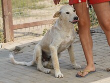 TOTO, Hund, Mischlingshund in Rumänien - Bild 2