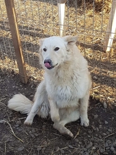 TOTO, Hund, Mischlingshund in Rumänien - Bild 4