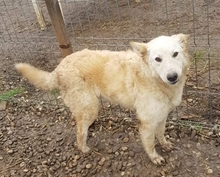 TOTO, Hund, Mischlingshund in Rumänien - Bild 5