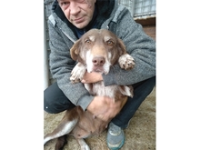 TRUDEL, Hund, Mischlingshund in Rumänien - Bild 1