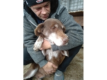 TRUDEL, Hund, Mischlingshund in Rumänien - Bild 2