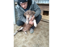 TRUDEL, Hund, Mischlingshund in Rumänien - Bild 3
