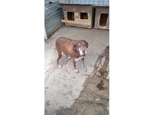 TRUDEL, Hund, Mischlingshund in Rumänien - Bild 5