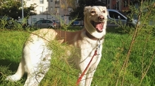 SAM, Hund, Windhund in Bad Oeynhausen - Bild 2