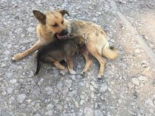 AYDA, Hund, Mischlingshund in Heinsberg - Bild 16