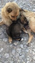 AYDA, Hund, Mischlingshund in Heinsberg - Bild 17