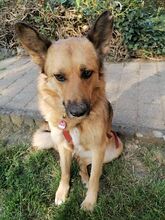 AYDA, Hund, Mischlingshund in Heinsberg - Bild 2