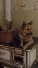 AYDA, Hund, Mischlingshund in Heinsberg - Bild 20