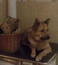 AYDA, Hund, Mischlingshund in Heinsberg - Bild 21