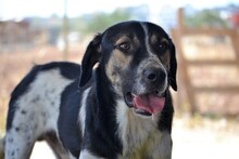 MELVIN, Hund, Mischlingshund in Griechenland - Bild 1