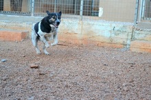MELVIN, Hund, Mischlingshund in Griechenland - Bild 14