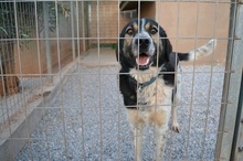 MELVIN, Hund, Mischlingshund in Griechenland - Bild 15