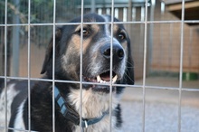 MELVIN, Hund, Mischlingshund in Griechenland - Bild 16