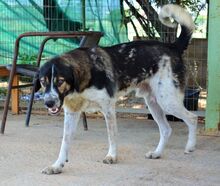 MELVIN, Hund, Mischlingshund in Griechenland - Bild 18