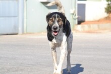 MELVIN, Hund, Mischlingshund in Griechenland - Bild 2
