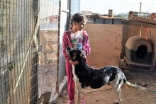 MELVIN, Hund, Mischlingshund in Griechenland - Bild 3