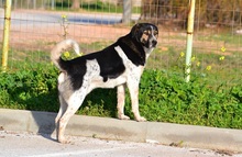 MELVIN, Hund, Mischlingshund in Griechenland - Bild 4