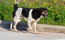MELVIN, Hund, Mischlingshund in Griechenland - Bild 5
