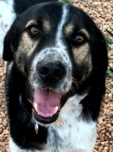 MELVIN, Hund, Mischlingshund in Griechenland - Bild 8