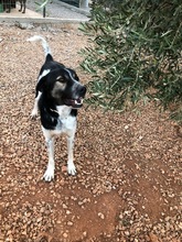 MELVIN, Hund, Mischlingshund in Griechenland - Bild 9