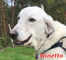 NINETTA, Hund, Herdenschutzhund-Mix in Kirchlinteln - Bild 1